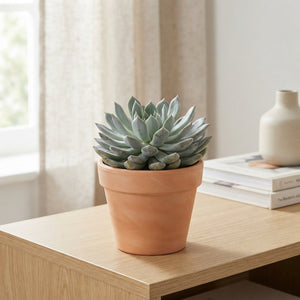 Mixed Echeveria Succulent – 12cm Pot