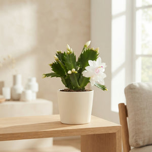 White Christmas Cactus (Schlumbergera) – 7cm Pot