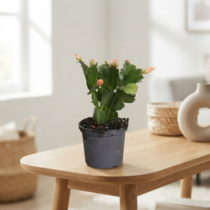 Orange Christmas Cactus (Schlumbergera) – 7cm Pot