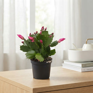 Mixed Schlumbergera Christmas Cactus – 7cm Pot