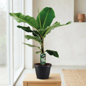Dwarf Cavendish Banana Plant (Musa) – 35cm Pot