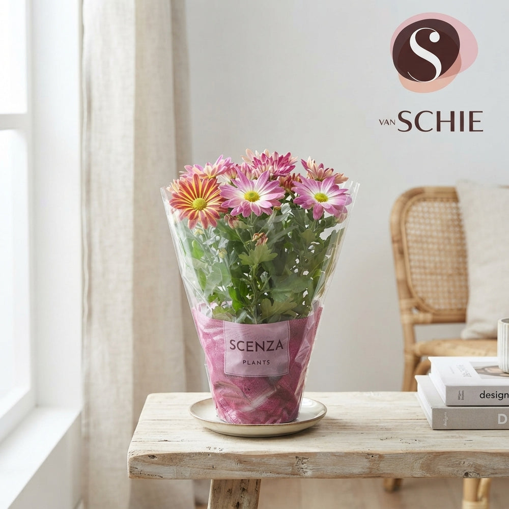 Bicolour Chrysanthemum (Chrysanthemum indicum) – 13cm Pot