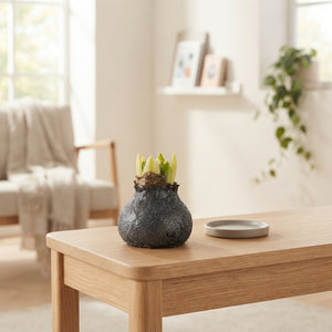 Grey Wax Hippeastrum Christmas Decoration