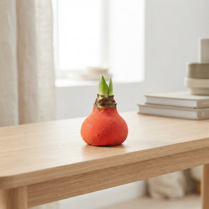 Orange Waxed Amaryllis Bulb – 20cm