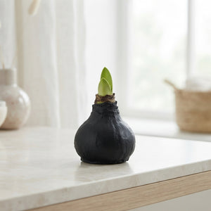 Black Natural Wax Hippeastrum Decoration – 20cm