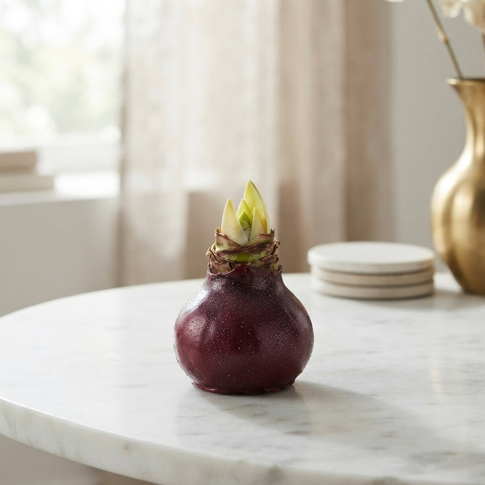 Red Waxed Hippeastrum Bulb Decoration