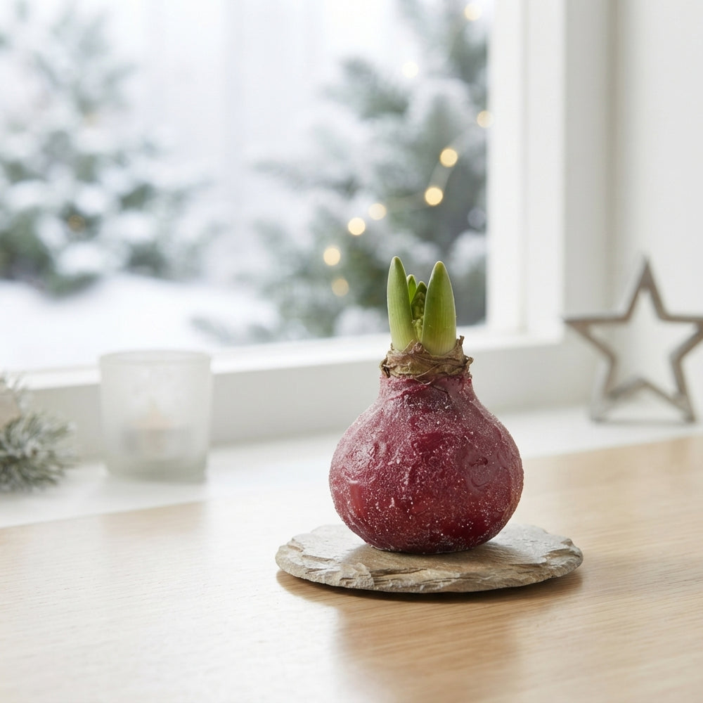 Red Waxed Amaryllis Bulb – Christmas Decoration