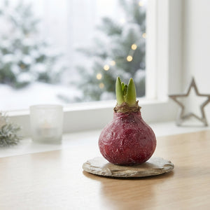 Red Waxed Amaryllis Bulb – Christmas Decoration