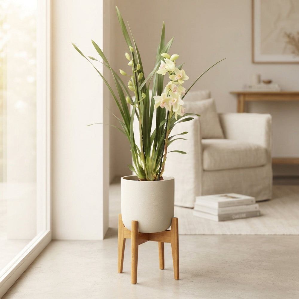 Cymbidium Orchid – 14cm Pot, Approx. 90cm Tall