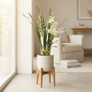 Cymbidium Orchid – 14cm Pot, Approx. 90cm Tall
