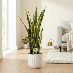 Mother-in-Law’s Tongue (Sansevieria trifasciata) – 27cm Pot