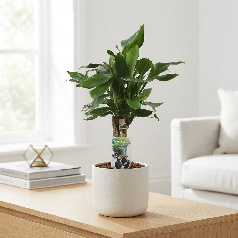 Dracaena fragrans Green Houseplant – 17cm Pot, 60cm High