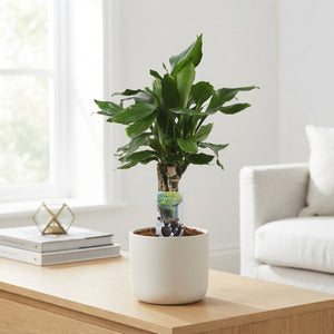 Dracaena fragrans Green Houseplant – 17cm Pot, 60cm High