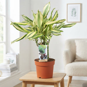 Dracaena fragrans 'Diamond Dream' – 17cm Pot