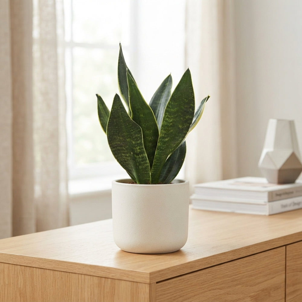 Sansevieria Dark Diamond – 12cm Pot, 35cm High