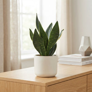 Sansevieria Dark Diamond – 12cm Pot, 35cm High