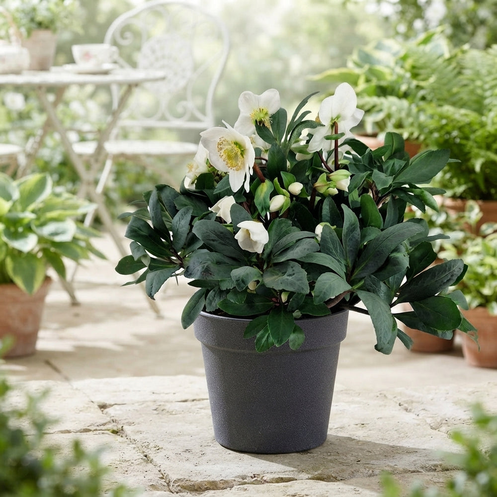White Hellebore (Helleborus) – 17cm Pot