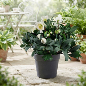 White Hellebore (Helleborus) – 17cm Pot
