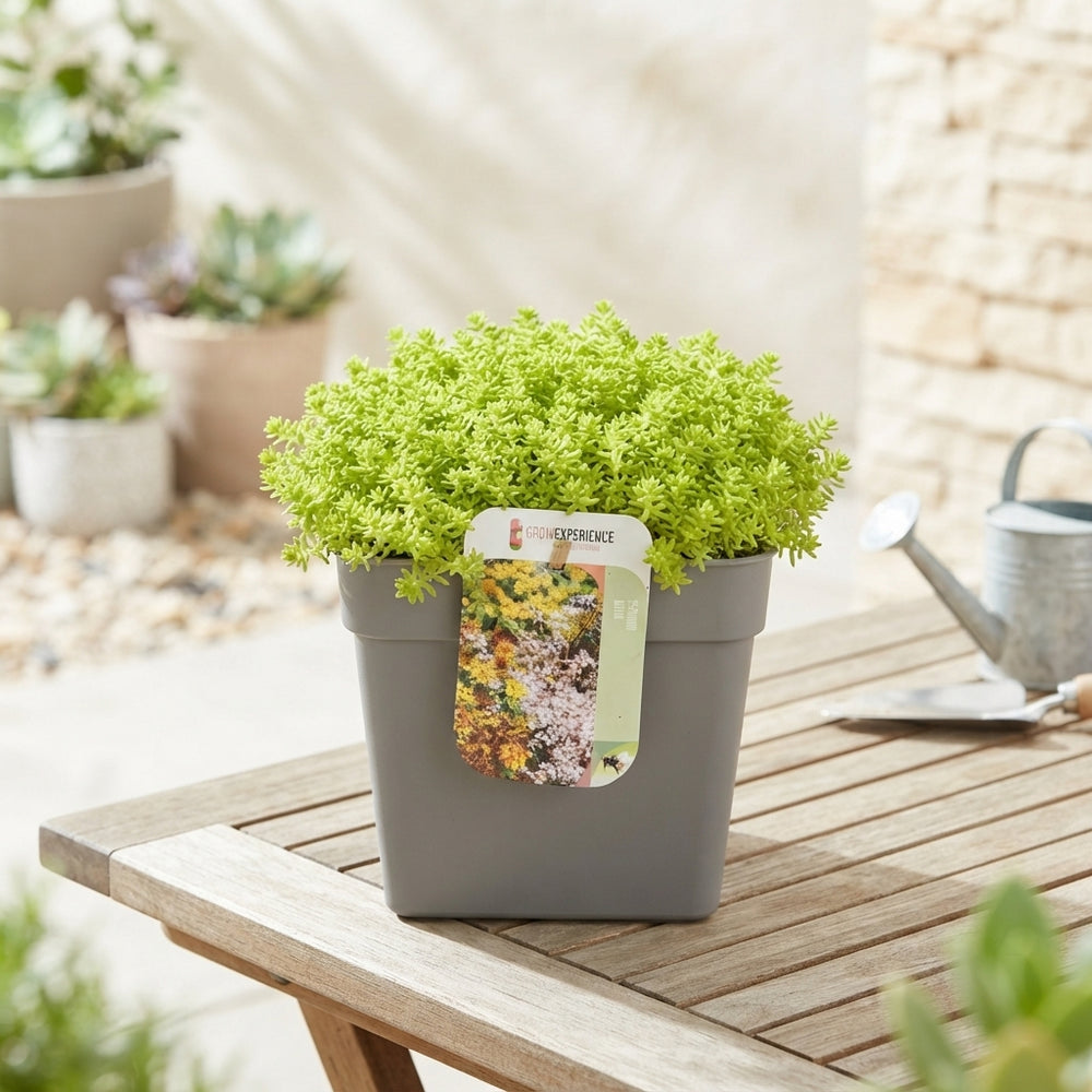 Goldmoss Stonecrop (Sedum acre) – 17cm Pot