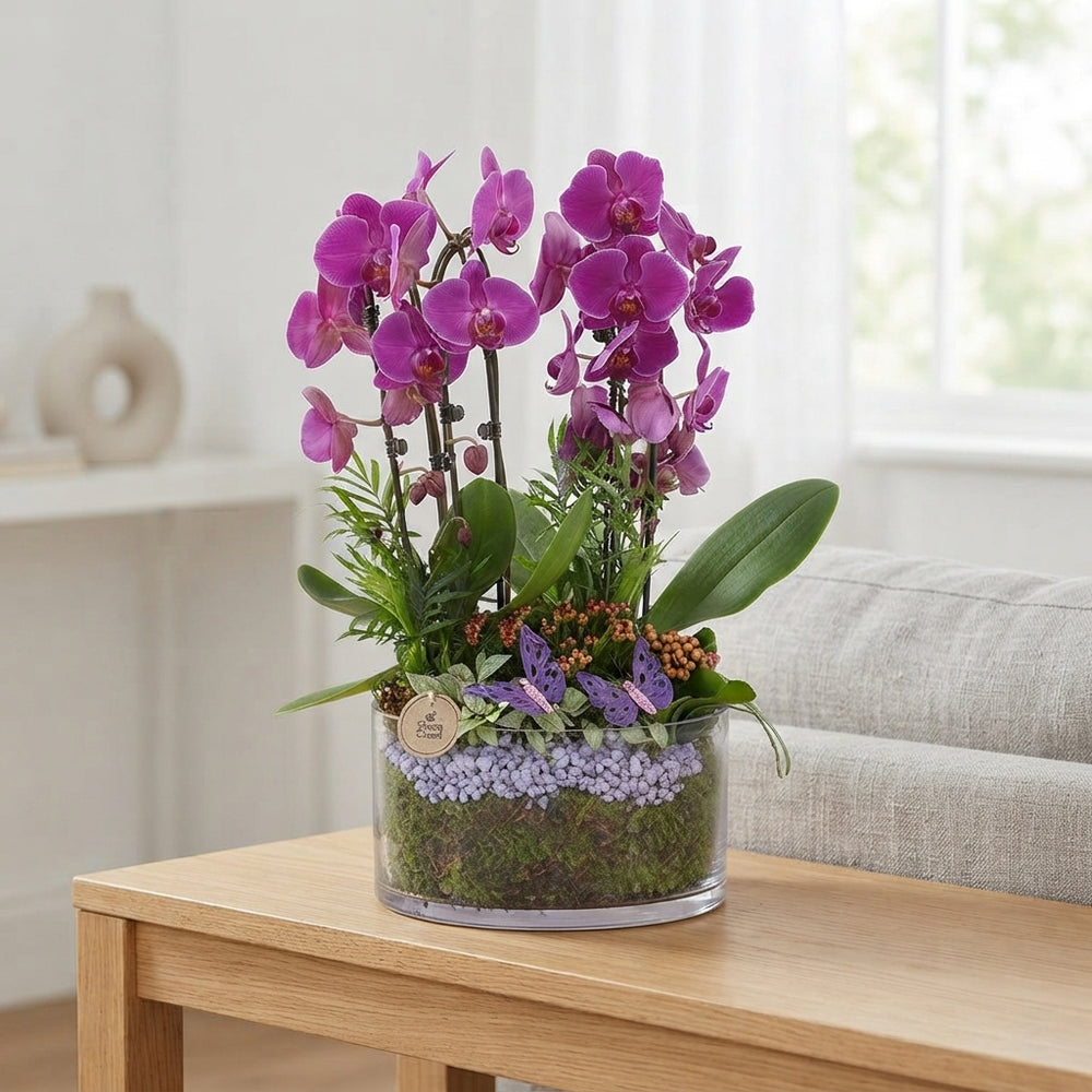 Purple Phalaenopsis Orchid Arrangement – 20cm Glass Pot