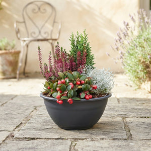 Outdoor Plant Arrangement – Black Coupe Pot, 25cm