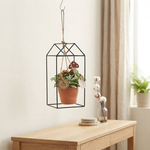 Mixed Houseplant Arrangement with Hanging Pot – 14cm
