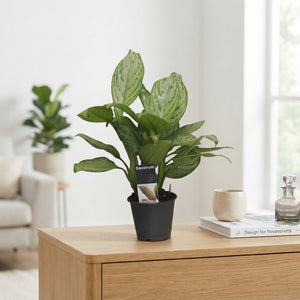 Aglaonema ‘Christina’ – 12cm Pot, 35cm High
