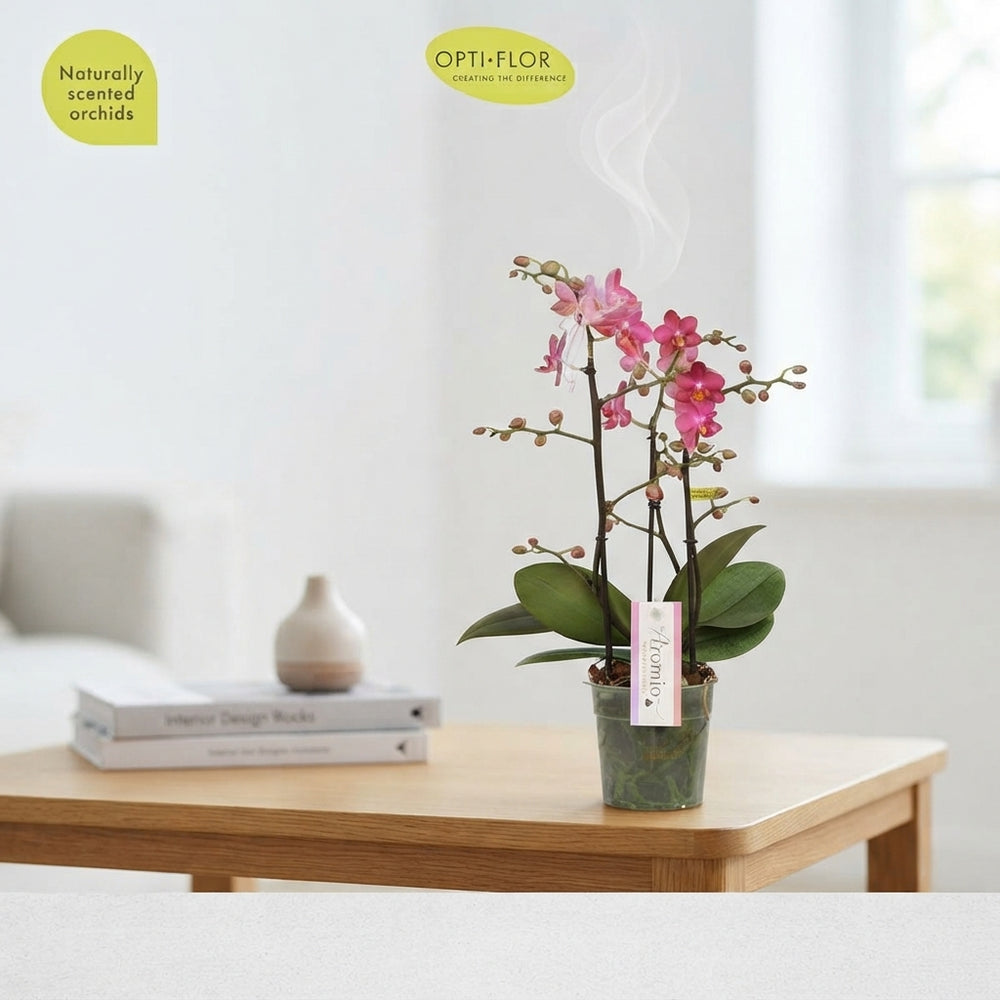 Orange Phalaenopsis Orchid – 12cm Pot, 35cm High
