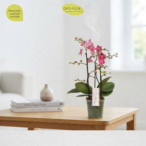 Orange Phalaenopsis Orchid – 12cm Pot, 35cm High
