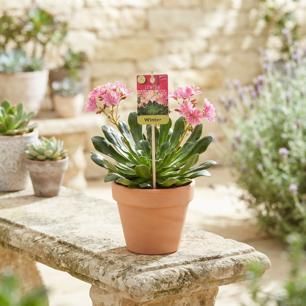 Mixed Lewisia Garden Plant – 12cm Pot