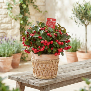 Gaultheria Big Berry Wintergreen – 12cm Pot