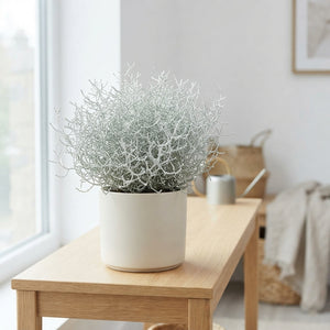 Cushion Bush (Leucophyta brownii) – 19cm Pot