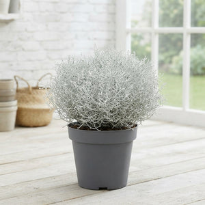 Calocephalus Brownii Silver Bush – 26cm Pot