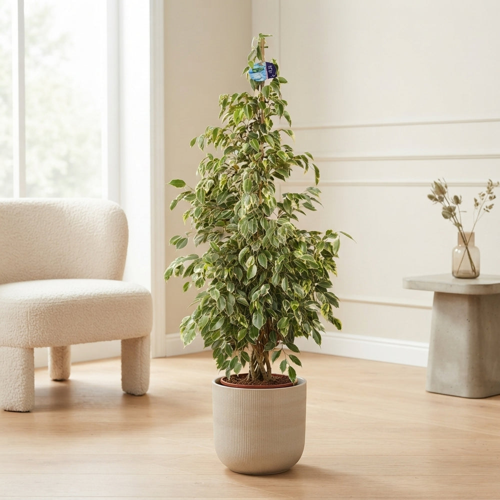 Ficus Be Golden King – 27cm Pot, 135cm High