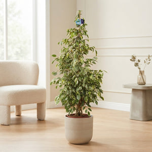 Ficus Be Golden King – 27cm Pot, 135cm High
