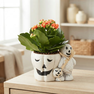 Halloween Pumpkin Ceramic Plant Arrangement – 12cm Pot