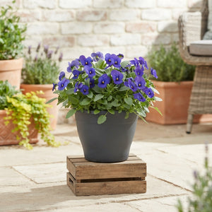 True Blue Viola (Viola cornuta Group) – 23cm Pot