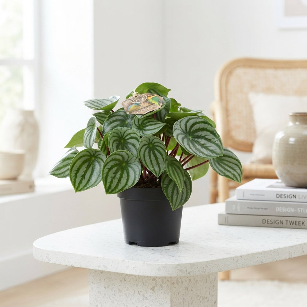 Peperomia argyreia Watermelon Plant – 17cm Pot