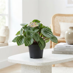 Peperomia argyreia Watermelon Plant – 17cm Pot