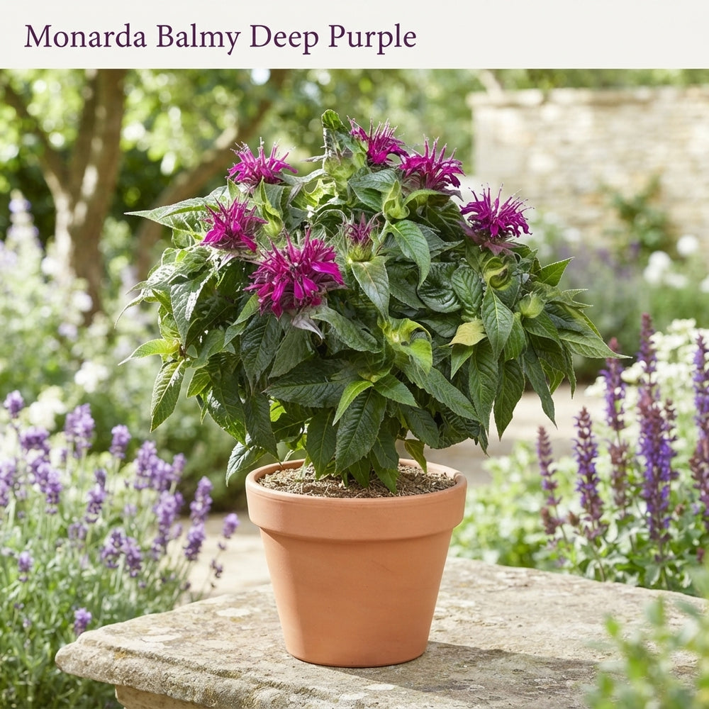 Balmy Deep Purple Monarda – 19cm Pot