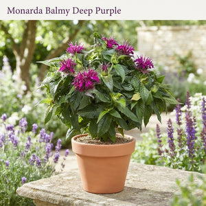 Balmy Deep Purple Monarda – 19cm Pot