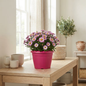 Mixed Flowering Garden Plants – 22cm Pot