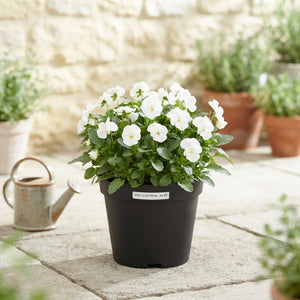 White Viola (Viola cornuta Group) – 23cm Pot