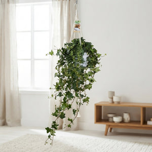 Extra-Large Green English Ivy (Hedera helix) – 17cm Pot