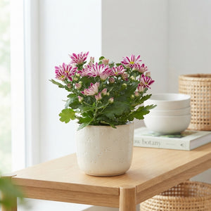 Chrysanthemum ‘Armin’ – 12cm Pot