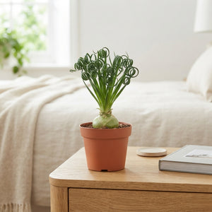 Spiral Grass Plant (Albuca spiralis) – 13cm Pot