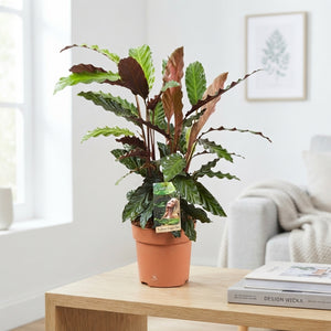 Calathea Rufibarba Prayer Plant – 17cm Pot