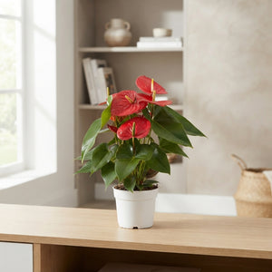 Red Anthurium (Anthurium) – 17cm Pot, 55cm Tall