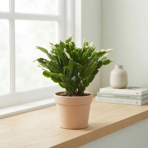 Mixed Schlumbergera Christmas Cactus – 17cm Pot