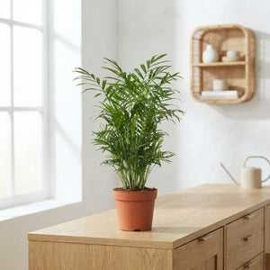 Areca Palm (Chamaedorea elegans) – 17cm Pot, 60cm High